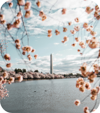 Washington Dc Frühling