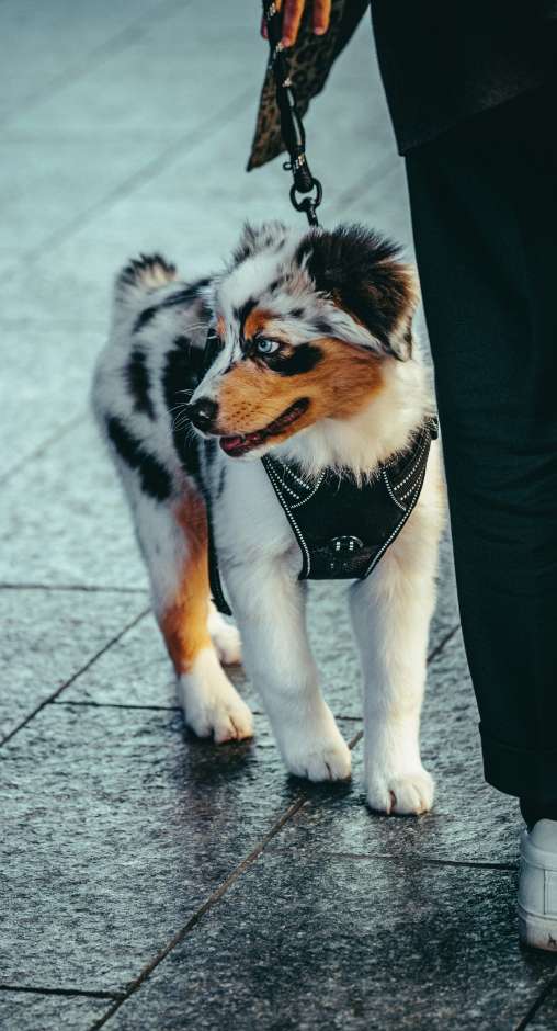 Service Dog reisen mit Hund