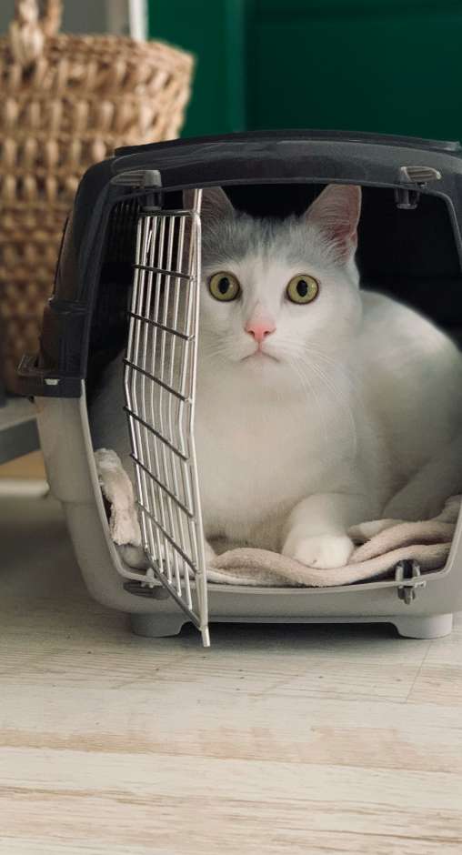 Katze in Transportbox Vereisen mit Tier