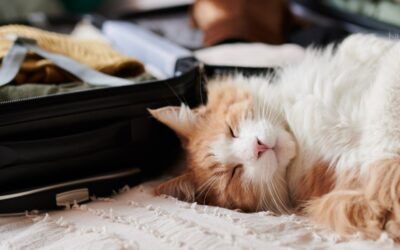 Reisen mit Tieren – Eine Herausforderung