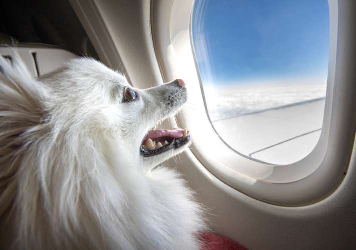 Hund im Flugzeug Reisen mit Tier