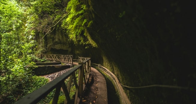 La Gomera Reisen Kanada Lorbeerwald