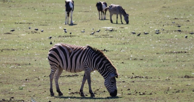 Eine Gruppe von Zebras im Nationalpark Brijuni, Kroatien – exotische Tiere inmitten der mediterranen Landschaft der Inselgruppe.